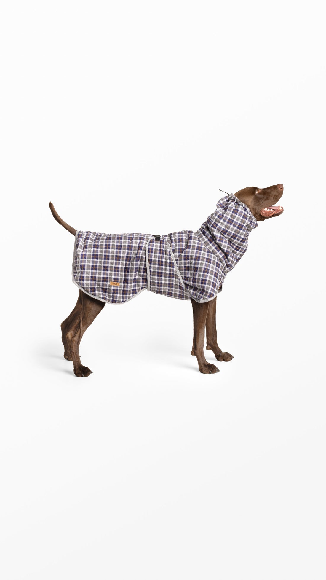 Casacos e Capas para Cães: Qual Escolher?