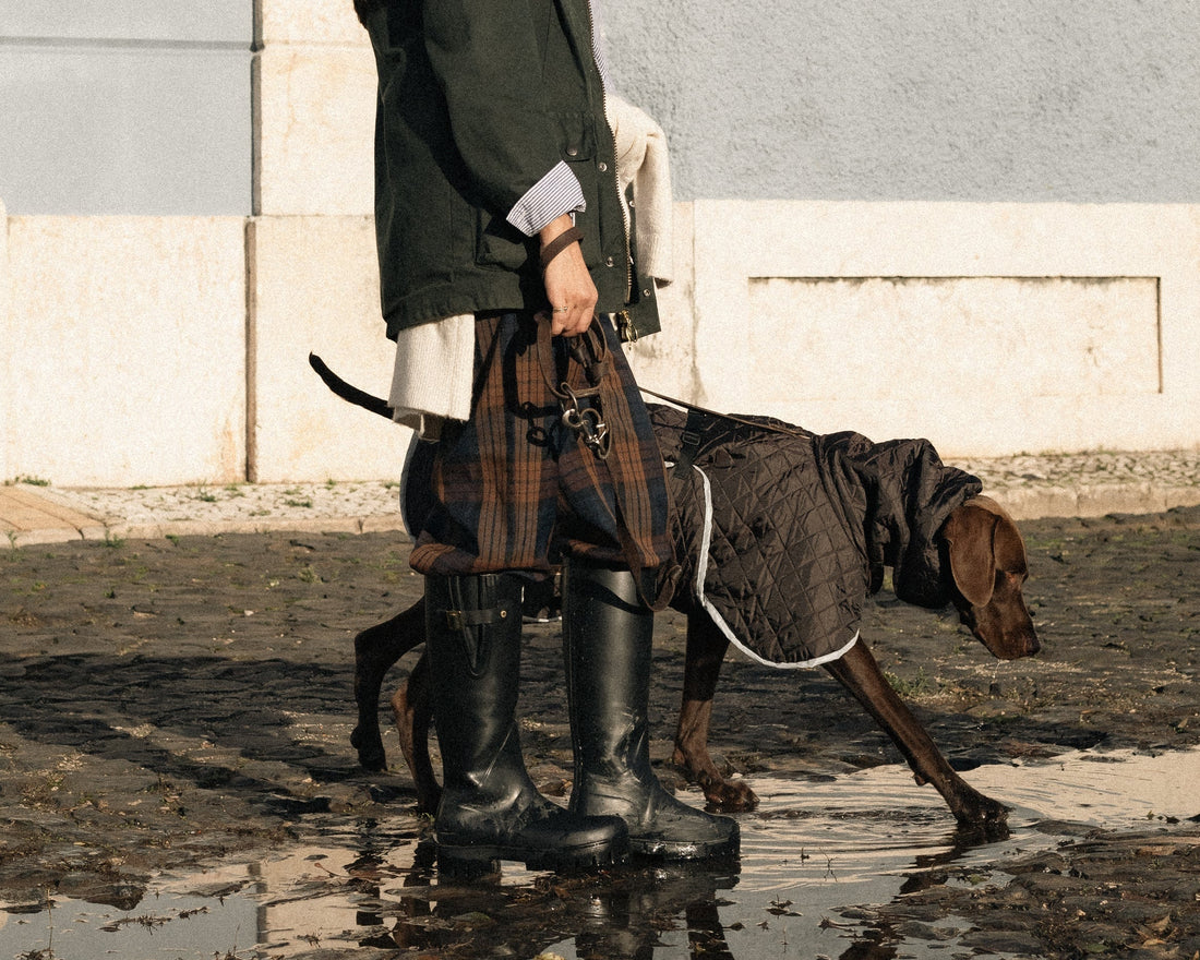 "Abril, águas mil": como proteger o teu cão (incluindo as orelhas) nos dias de chuva?