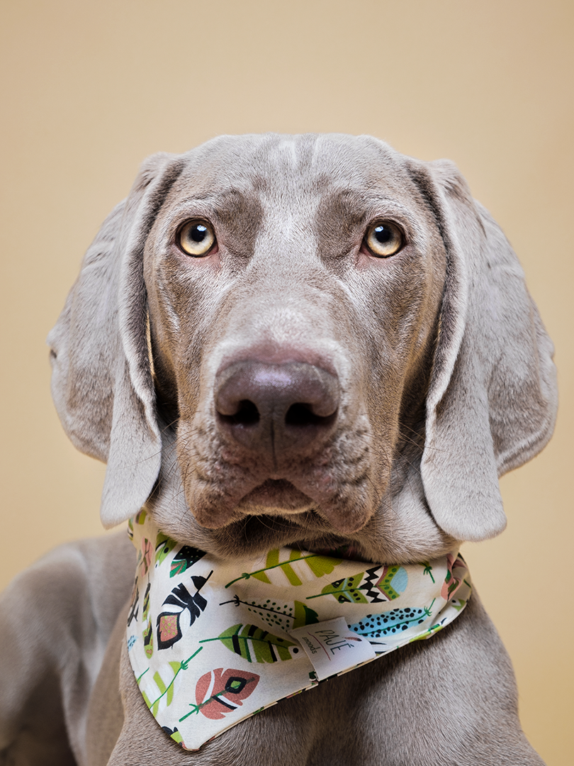 Bandanas