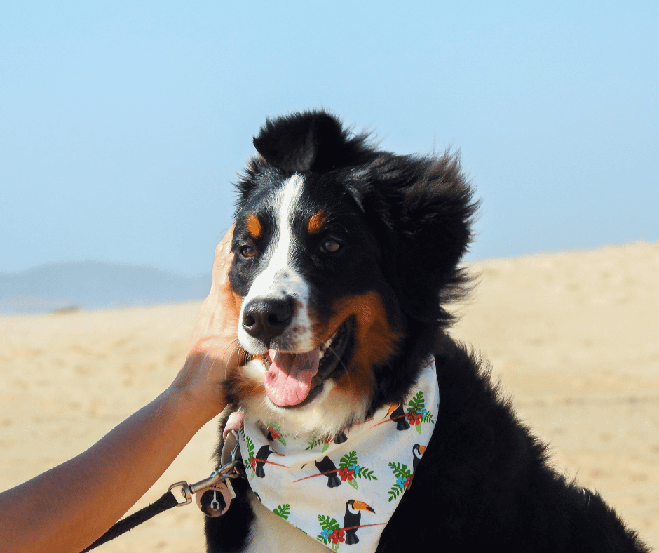 Bandanas Coleção Brisa