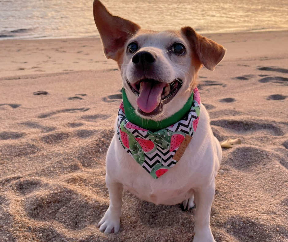 Reversible Bandanas