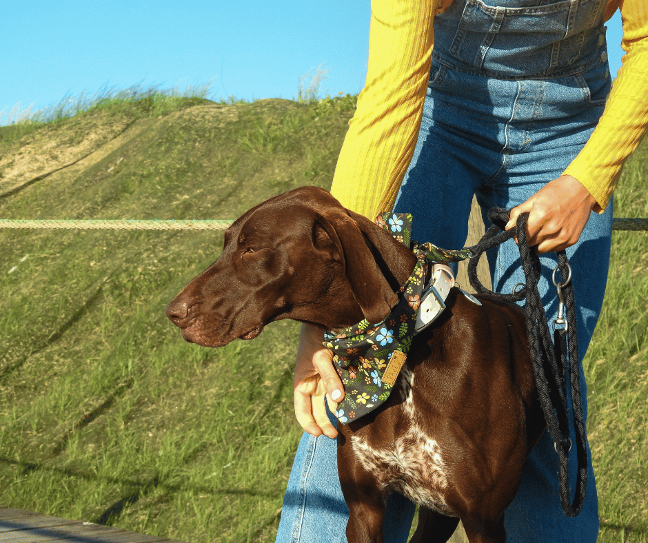 Breeze Collection Bandanas