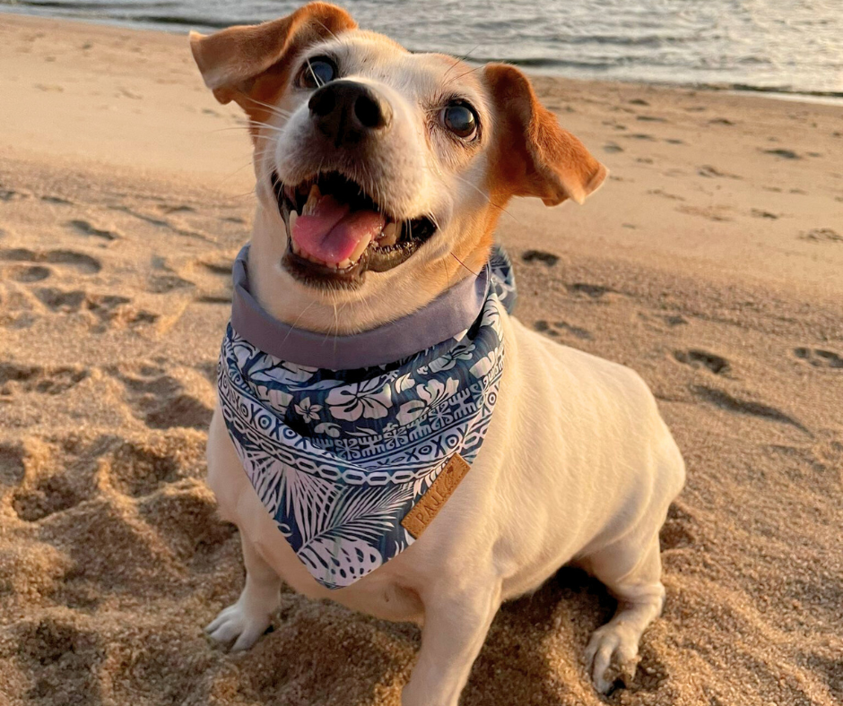 Reversible Bandanas