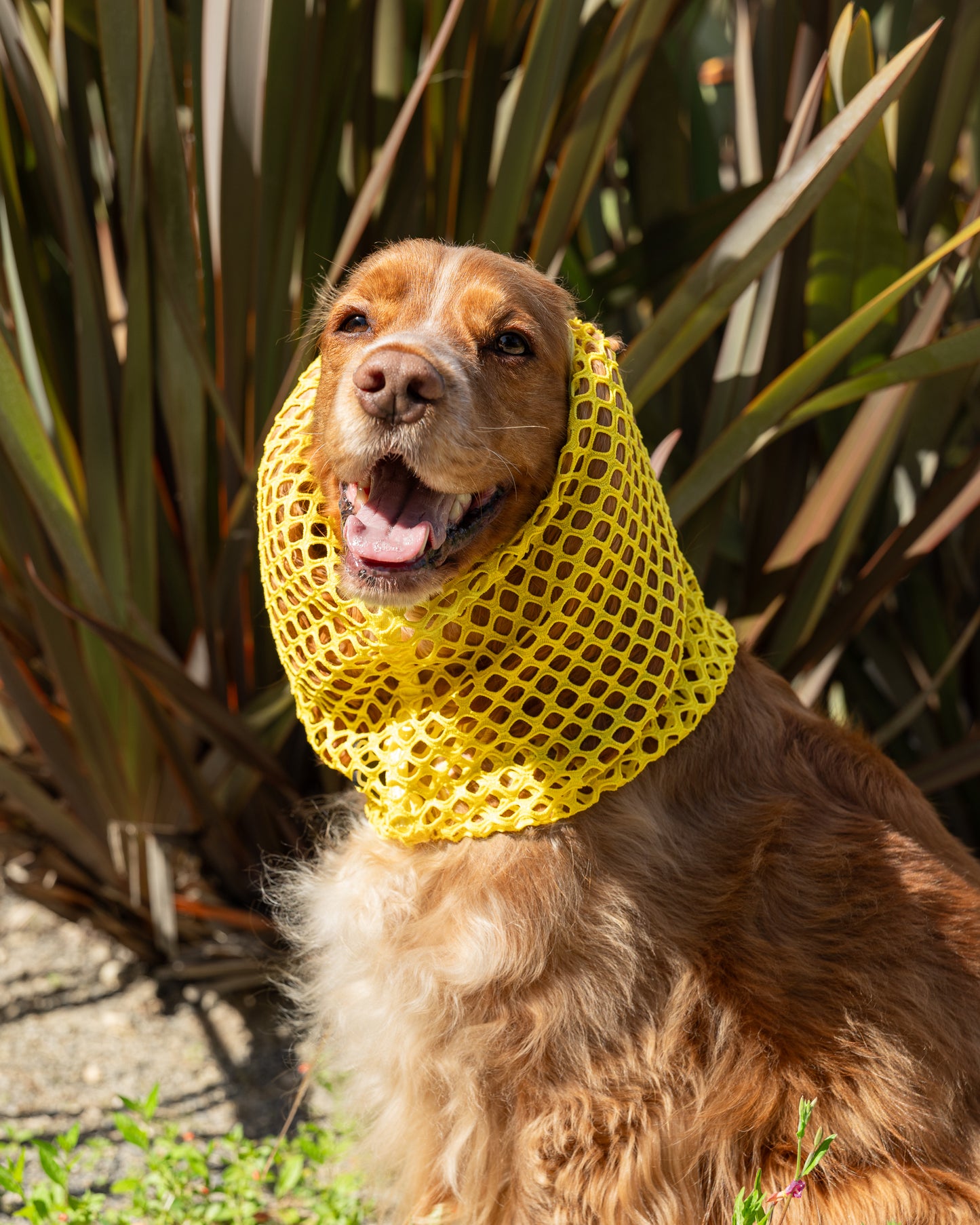 Snoods Rede
