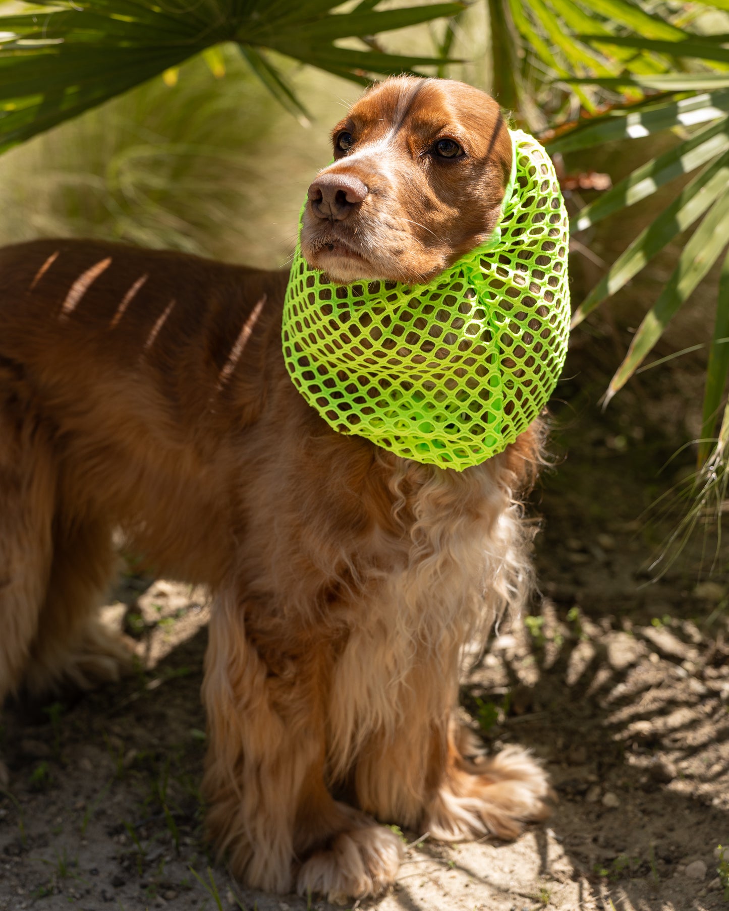 Snoods Rede