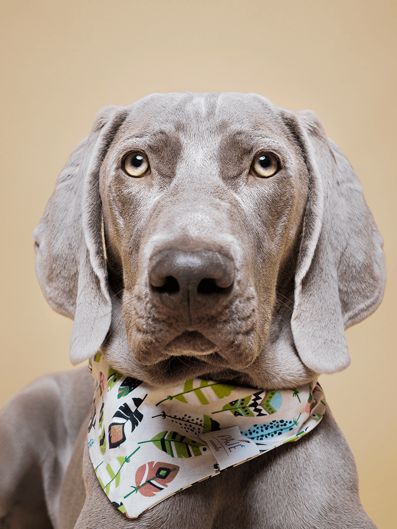 BANDANAS - Pajé Snoods